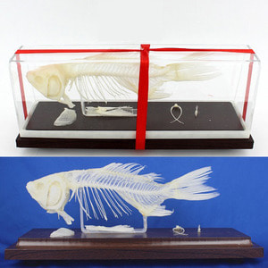 물고기뼈 표본(덮개형)