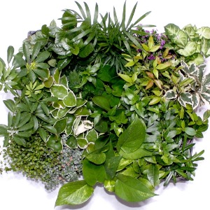 초록식물 (20개세트)