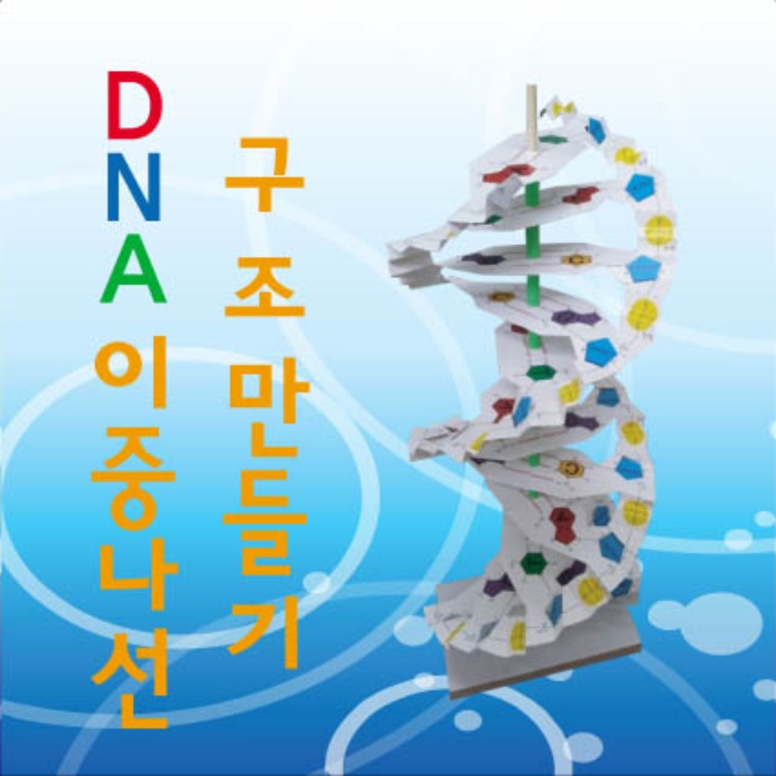 DNA 이중나선 모형(35인용)