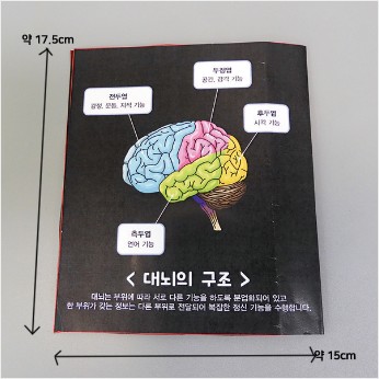 뇌의 구조와 기능 팝업북 (1인세트/4인세트)