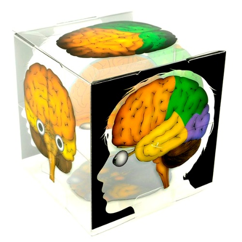 뇌 구조 모형 큐브(5인용)