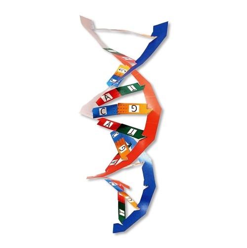 수레바퀴 DNA(4인세트)