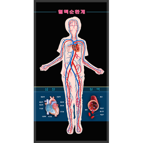 인체전신혈액순환계모형(새 교과용)