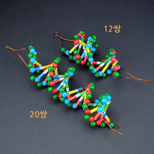 두루마리 DNA-12쌍 / DNA-20쌍 - 4인세트