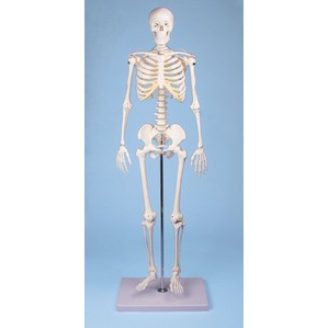 인체골격모형(일반형)
