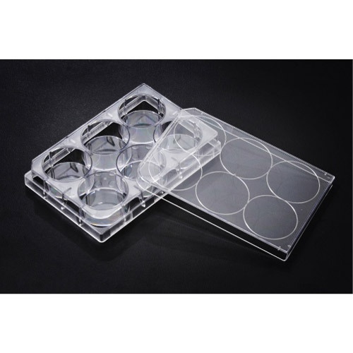 6 Well Cell Culture Plate (SPL)