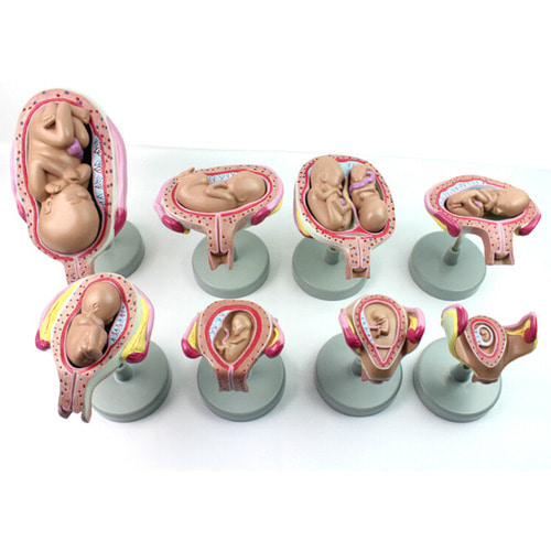 인체 태아 성장과정 모형