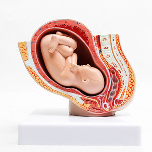 임신 골반 태아모형