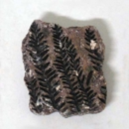 시길라리아(식물화석발굴)