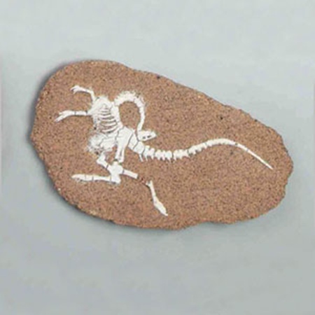 공룡화석발굴 - 스투루시오미무스