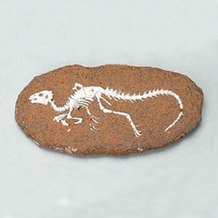 공룡화석발굴 - 헤테로돈토사우루스