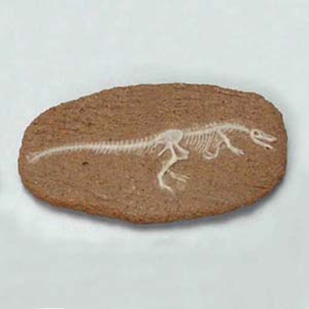공룡화석발굴 - 바리요닉스