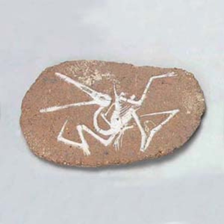 공룡화석발굴 - 프테로닥티루스