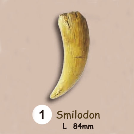 이빨화석발굴 - 스밀로돈 Smilodon