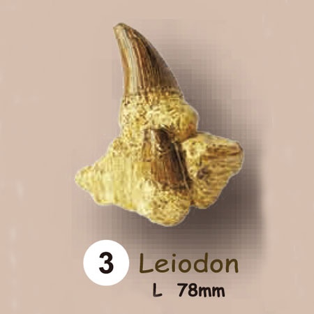 이빨화석발굴 - 레이오돈 Leiodon