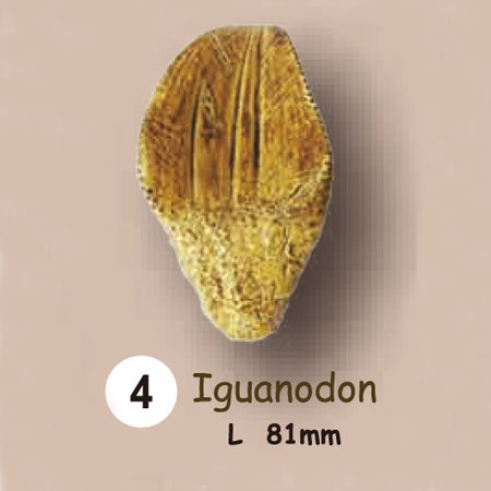 이빨화석발굴 - 이구아노돈 Iguanodon