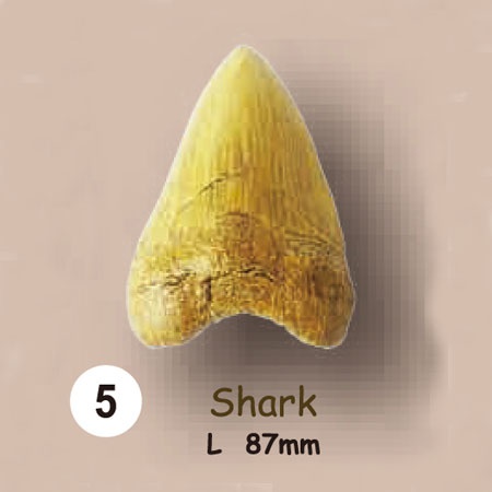 이빨화석발굴 - 상어 Shark