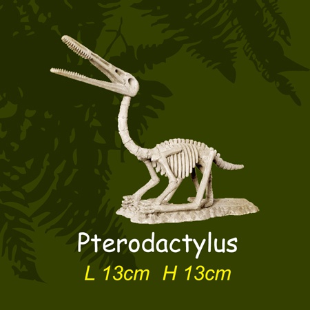 공룡뼈발굴 - 프테로닥티루스(대형)