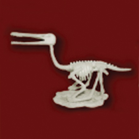 공룡뼈발굴 - 프테로닥티루스(중형)