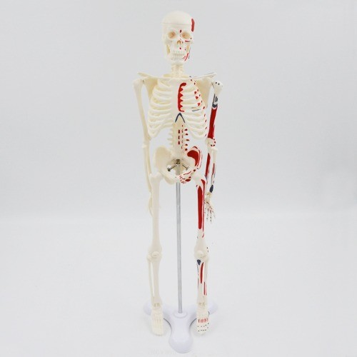 인체 컬러 근육 모형(45cm)