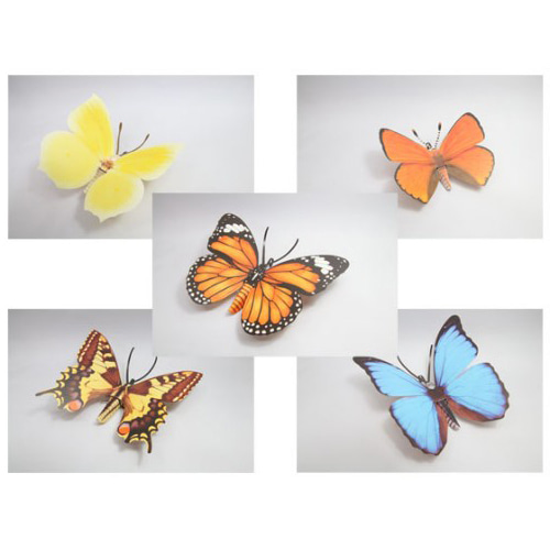 나비 5종 만들기