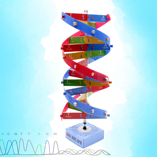 회전하는 DNA 모형(1인용)
