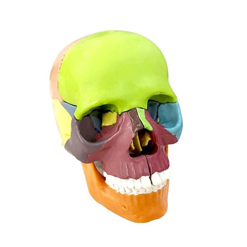 인체 컬러 소형 두개골 분리모형(15pcs)