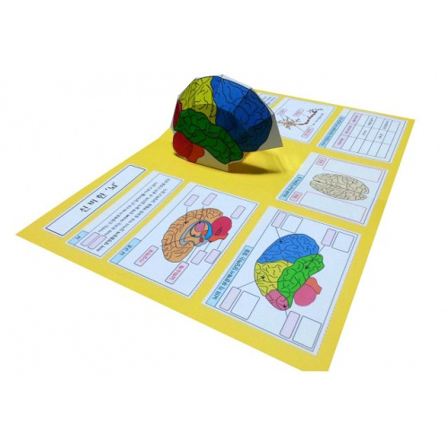 뇌 팝업북 만들기(뇌과학, 인체) / 뇌 만들기