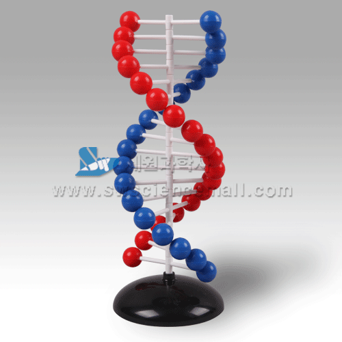 나선 DNA 만들기(1인용)