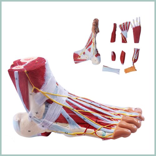 인체 발근육 모형(9pcs)