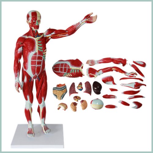 인체 근육 장기 해부모형(78cm)