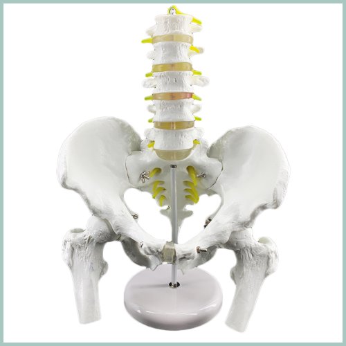 인체 요추 대퇴골 골반모형