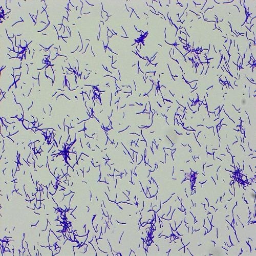 간균(Gram Positive-Bacillus)(Carolina)