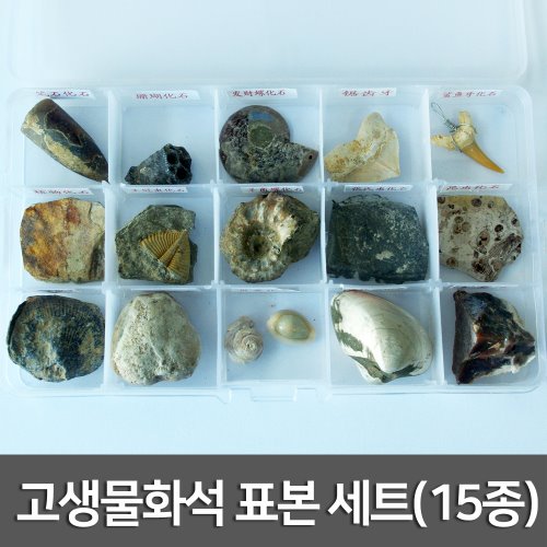 고생물화석 표본 세트(15종)