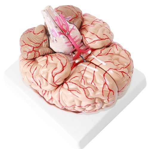 인체 뇌혈관 해부모형