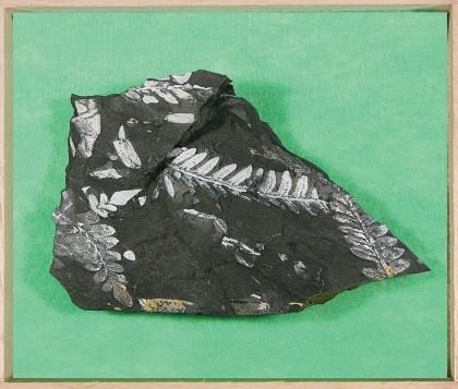 고사리화석표본(고급형)