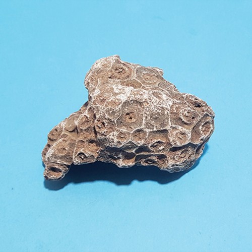 산호 화석(실물 - 보관케이스 포함)