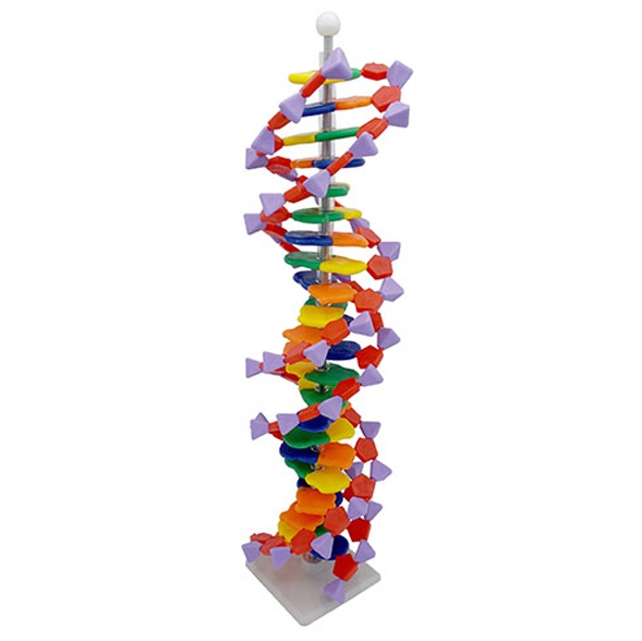 DNA 모형세트(분해조립식)-22염기쌍