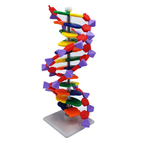 DNA 모형세트(분해조립식)-12염기쌍