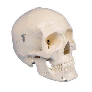 두개골모형(치아분리)