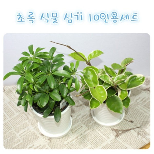 초록식물키우기 10인용세트 - 도자기 화분포함