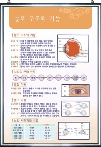 눈의 구조와 기능(1)