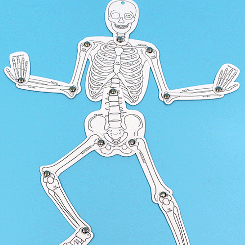 야광 인체골격과 장기모형(5인 세트)