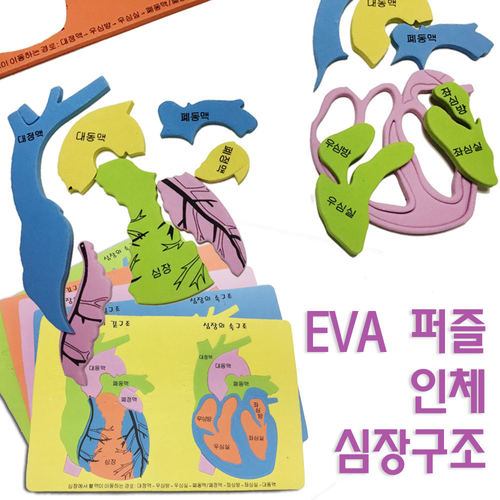 EVA 인체 심장구조 퍼즐