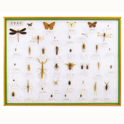 곤충표본(40종)