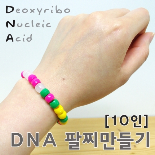 DNA팔찌만들기(10인용)