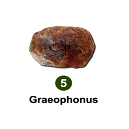 곤충화석발굴 - 고대거미 Graeophonus