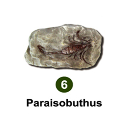 곤충화석발굴 - 고대전갈 paraisobuthus