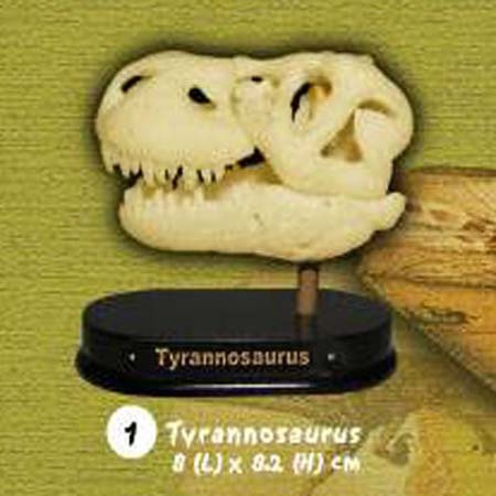 공룡두개골발굴 - 티라노사우루스(소형)