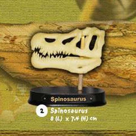 공룡두개골발굴 - 스피노사우루스(소형)